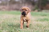 TOSA INU 176